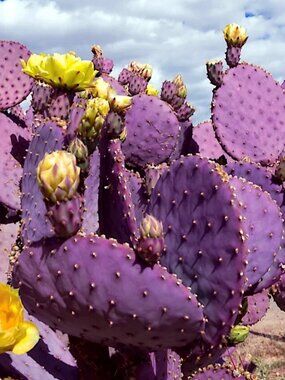 Opuntia Cactus "Purple Cactus"